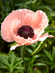 Papaver Helen Elizabeth (Oosterse klaproos)