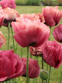 Papaver Marlene (Oosterse klaproos)