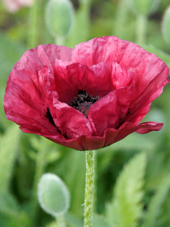 Bestel Papaver Marlene Klaprozen - Papaver - Vaste Planten