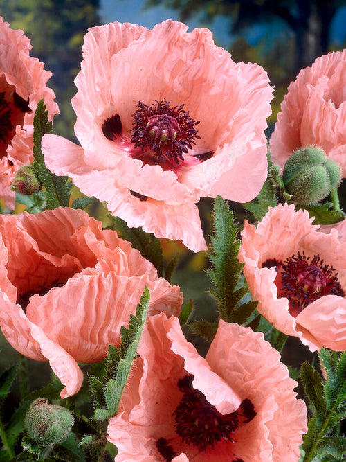 Papaver Mrs Perry - Klaprozen - Papaver - Vaste Planten