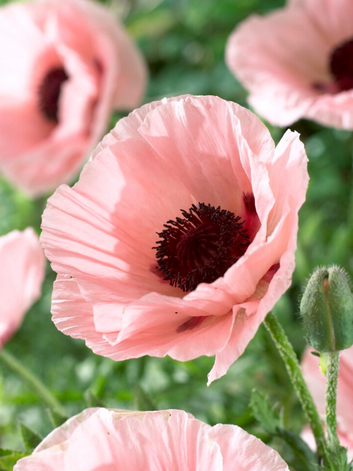 Papaver Paradiso Oosterse klaproos