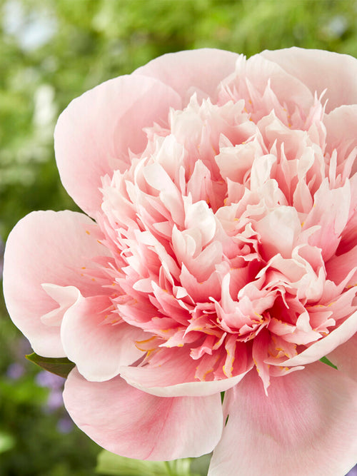Buy Peony Etched Salmon bare roots