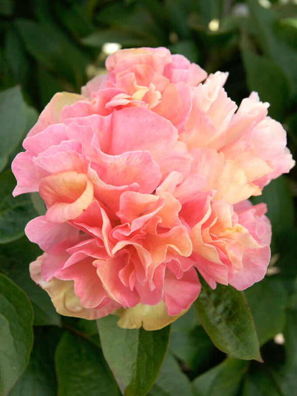 Buy Peony Lois Choice