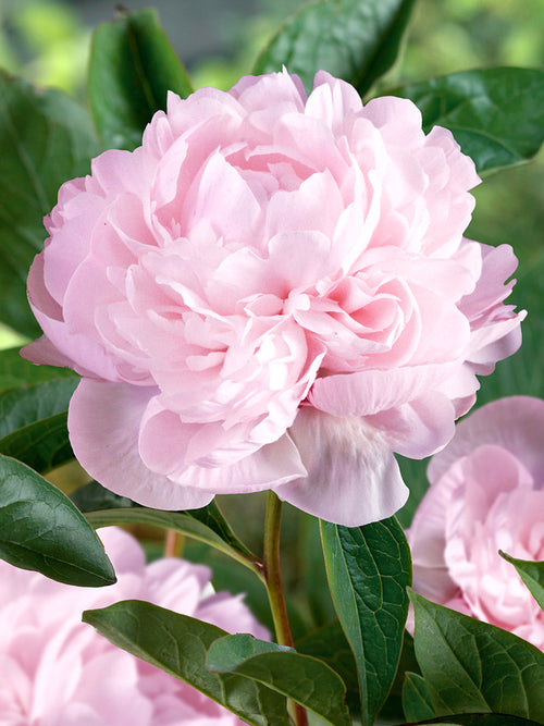 Peony Nancy Nora, Bare Root Peonies for UK Delivery in Spring