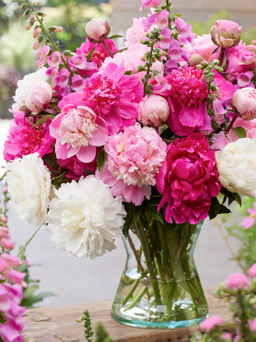 Mixed Peony Roots for Autumn Delivery and Planting to UK, Peony Rosette Collection