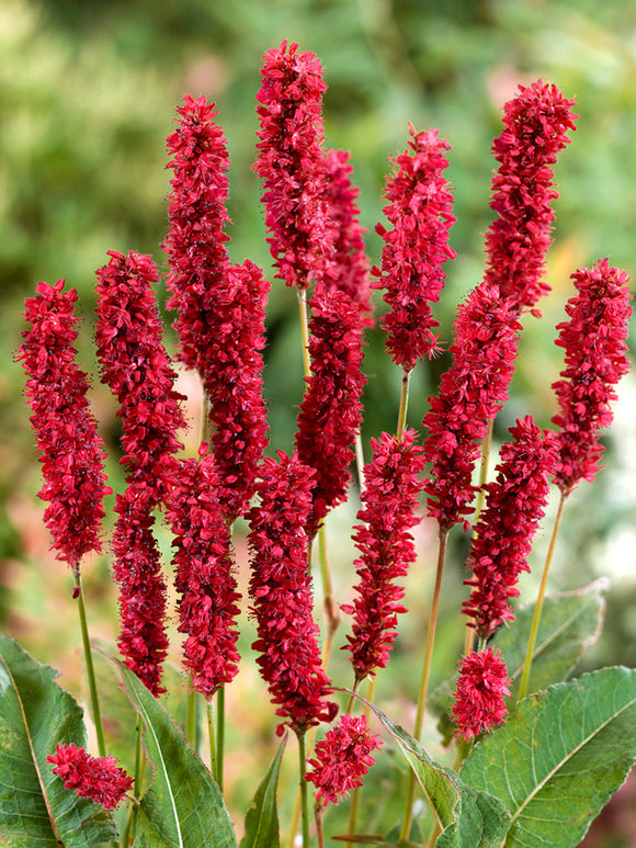 Persicaria Amplexicaulis Fat Domino Duizendknoop