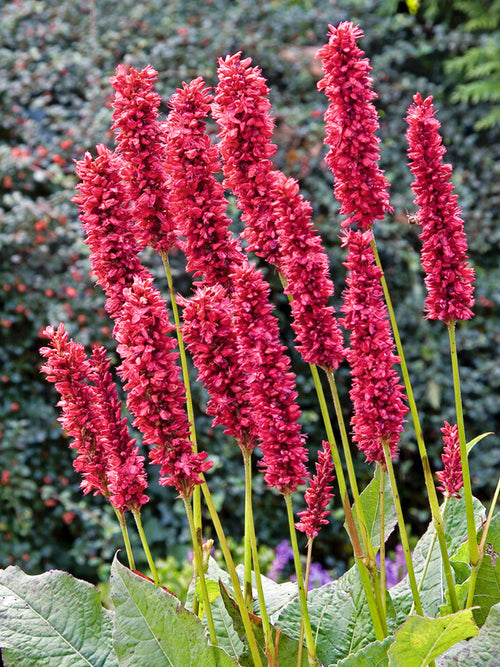 Persicaria Amplexicaulis Fat Domino Duizendknoop vaste planten