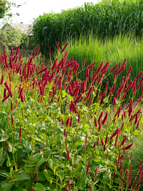 Persicaria Amplexicaulis Fat Domino Duizendknoop vaste planten bestellen