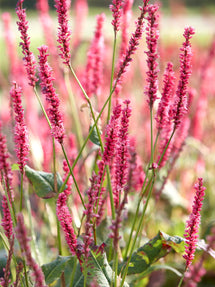 Persicaria Summer Dance (Duizendknoop)