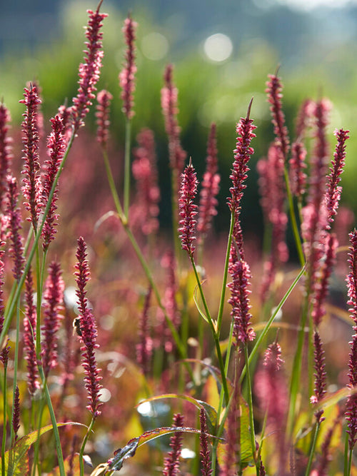 Persicaria Amplexicaulis Summer Dance Duizendknoop Vaste Planten