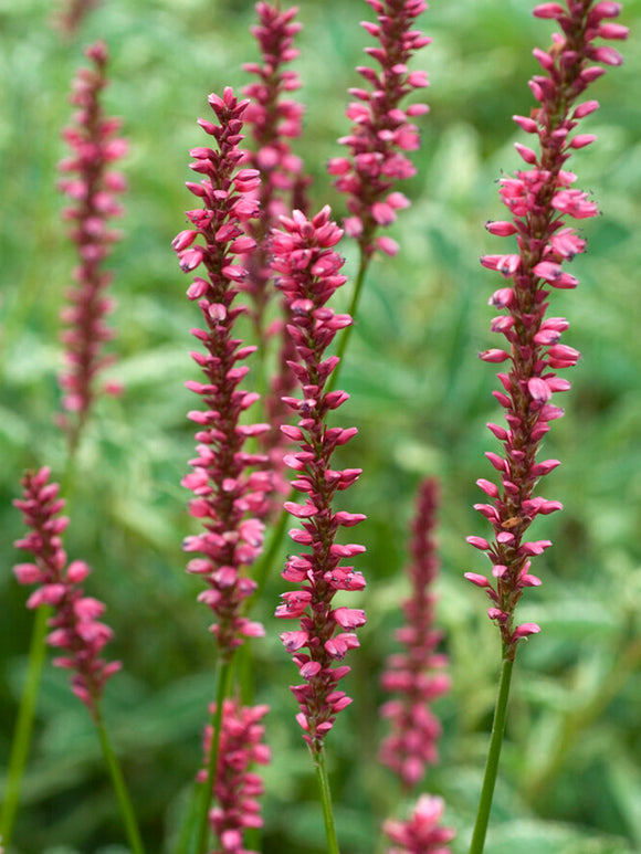 Persicaria Amplexicaulis Summer Dance Duizendknoop Vaste Planten bestellen