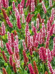 Persicaria affinis Kabouter (Duizendknoop)