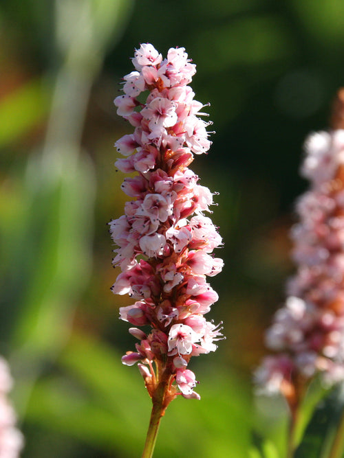 Persicaria affinis Kabouter Duizendknoop Vaste Planten