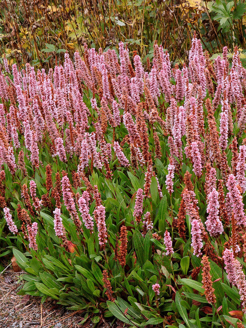 Persicaria affinis Kabouter Duizendknoop Vaste Planten Kopen