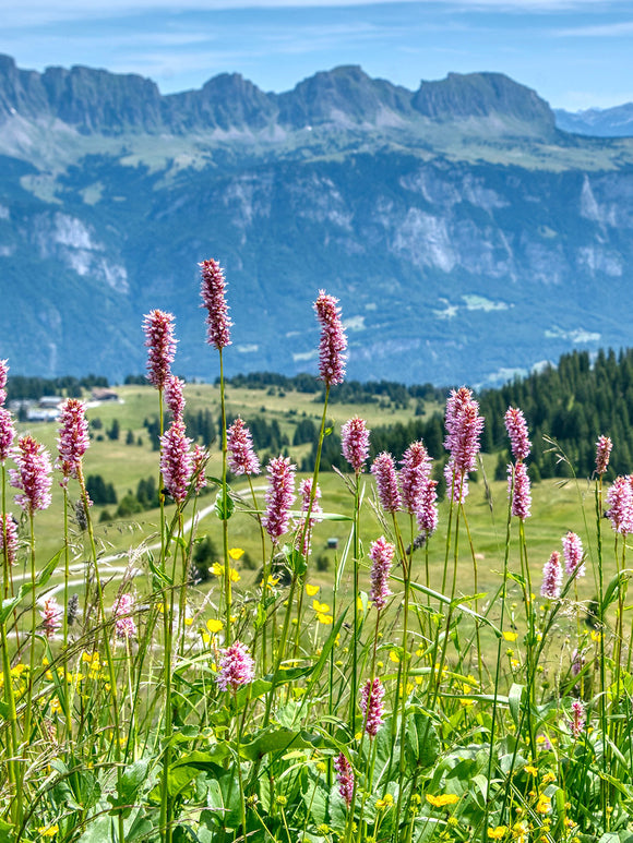 Persicaria affinis Kabouter Duizendknoop Vaste Planten bestellen