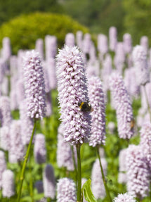 Persicaria bistorta Superba (Duizendknoop)