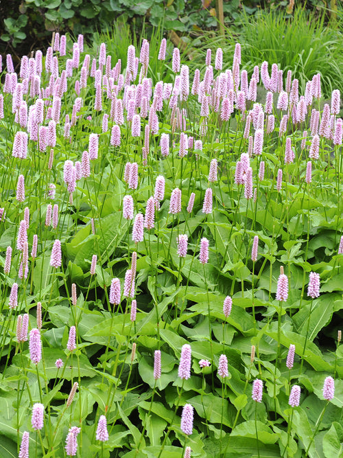 Persicaria bistorta Superba Duizendknoop vaste planten