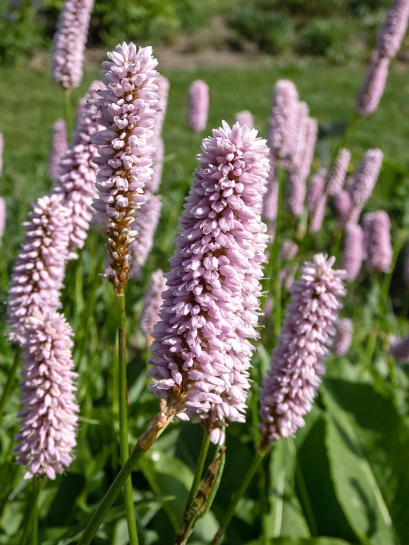 Persicaria bistorta Superba Duizendknoop vaste planten bestellen