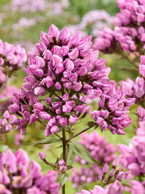 Phlox 'Butonik' - Vlambloem