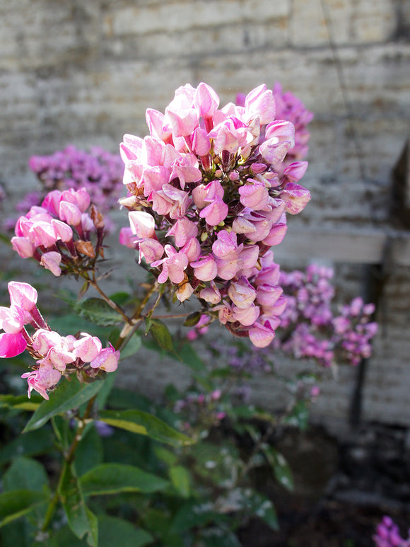 Phlox 'Butonik' - Vlambloem planten