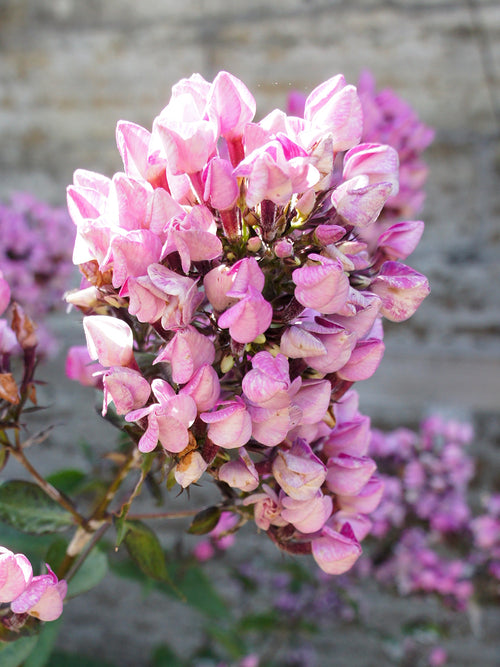 Phlox 'Butonik' - Vlambloem planten bestellen