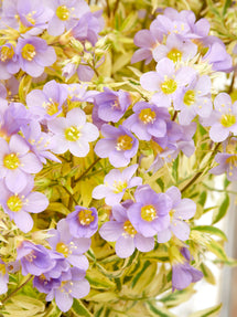 Polemonium Golden Feathers (Jacobsladder)