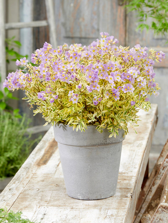 Polemonium Golden Feathers (Jacobsladder) vaste planten