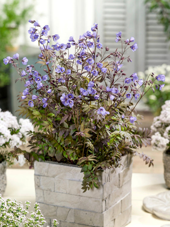 Polemonium Heaven Scent Jacobsladder vaste planten bestellen