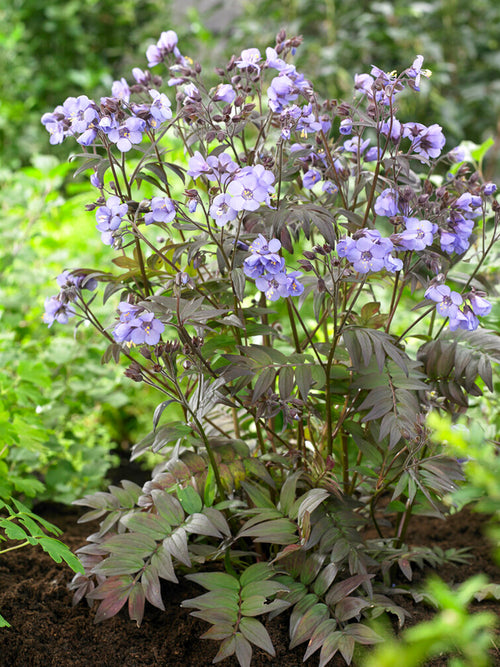 Polemonium Heaven Scent Jacobsladder vaste planten kopen