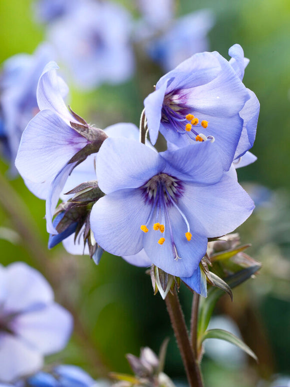 Polemonium Heaven Scent Jacobsladder vaste planten