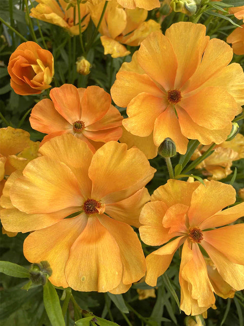 Ranunculus Butterfly Charis - Ranonkel Bollen Kopen