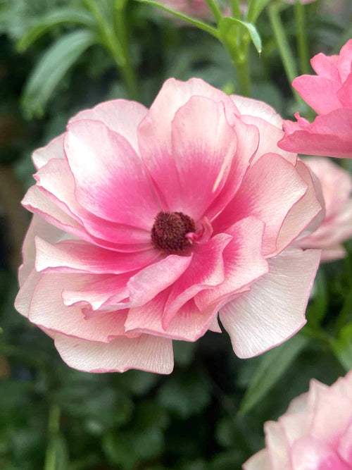 Ranunculus Butterfly Hera Ranonkels Bollen 