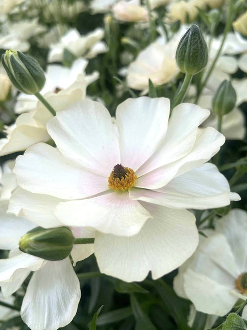 Ranunculus Butterfly Keramos - Ranonkel Bollen Kopen