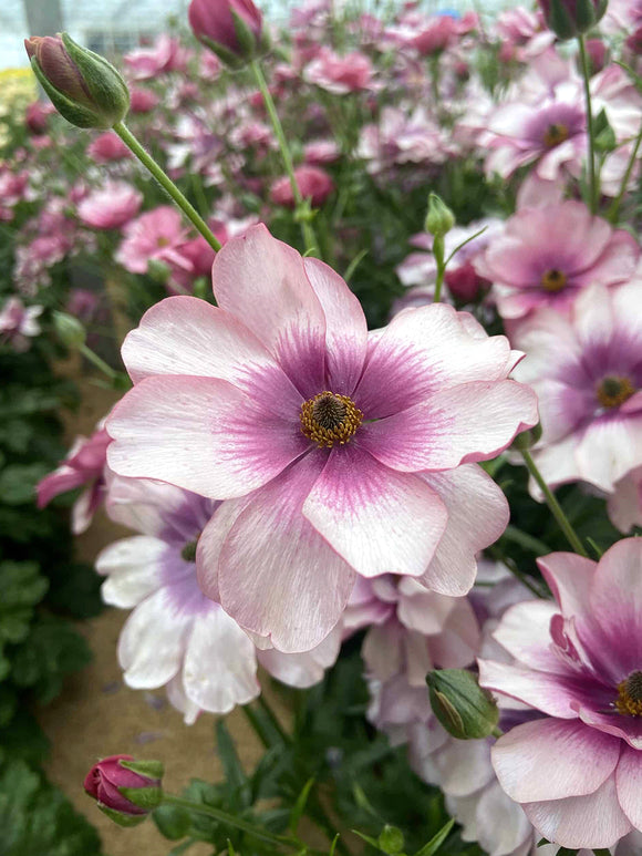 Ranunculus Butterfly Thiva - Ranonkel Bollen Kopen