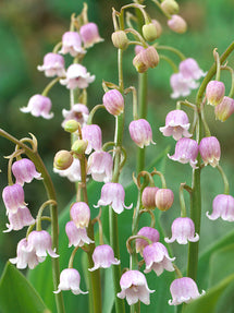 Lelietje van Dalen (Convallaria majalis) Rosea