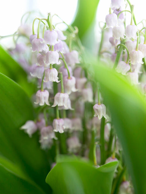 Roze Lelietje-van-Dalen | Convallaria majalis 'Rosea' bestellen