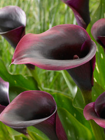 Calla Lelie (Zantedeschia) Rudolph