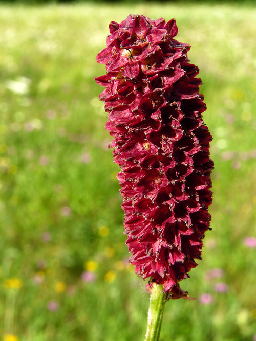 Sanguisorba (Pimpernel)