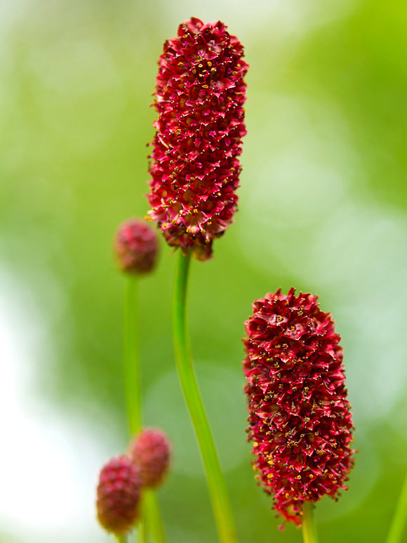 Sanguisorba (Pimpernel)