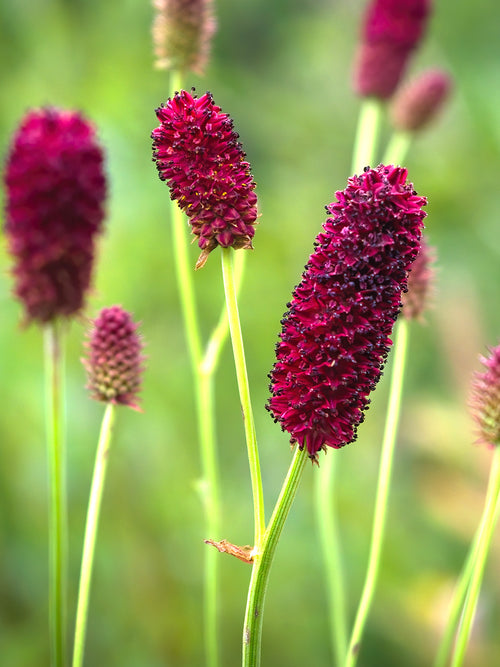 Sanguisorba (Pimpernel)