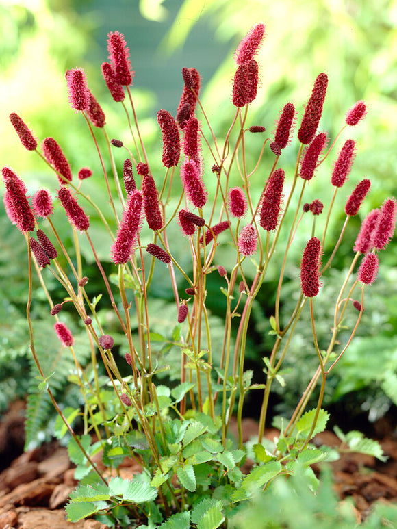 Sanguisorba (Pimpernel)