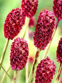 Sanguisorba (Pimpernel)