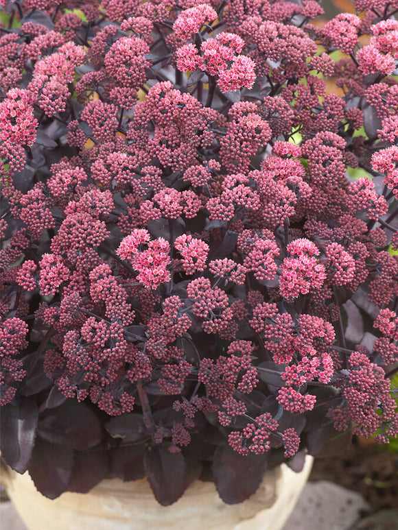 Sedum Xenox (Hemelsleutel) vaste planten