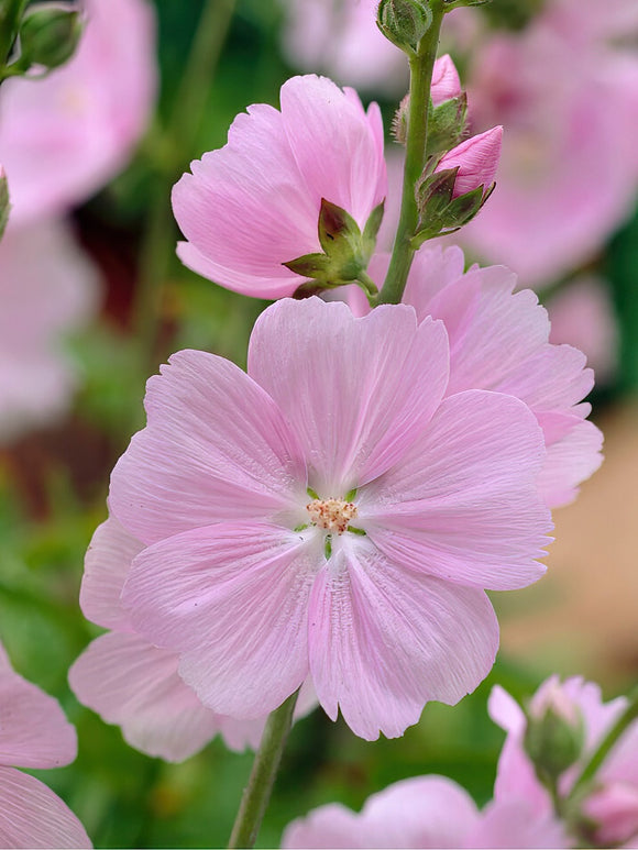 Sidalcea Little Princess - Prairiemalva - Griekse Malva