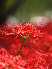 Spinlelie (Lycoris radiata)