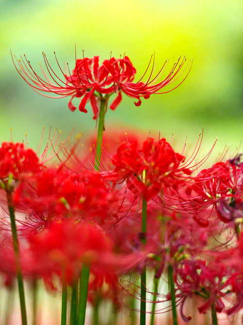 Spinlelies (Lycoris radiata)