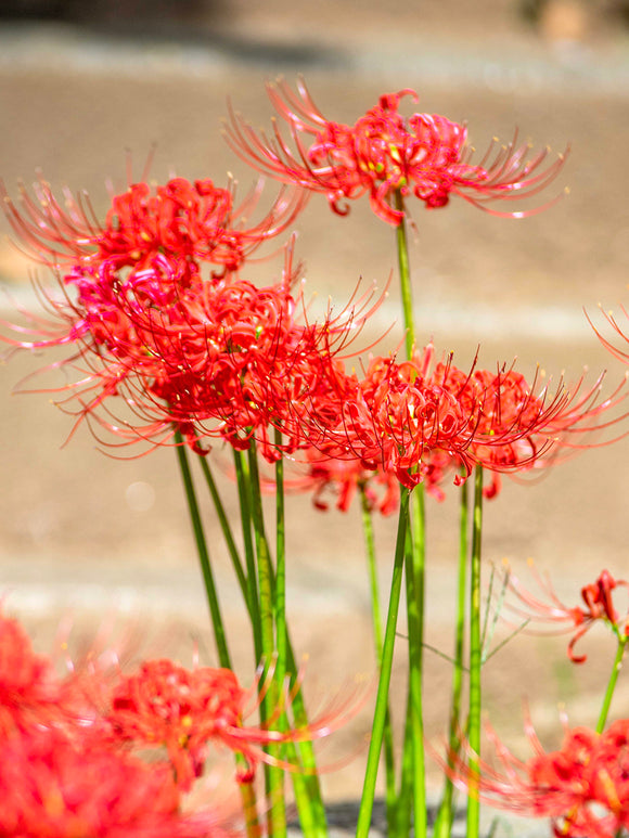 Spinlelies (Lycoris radiata) bloembollen