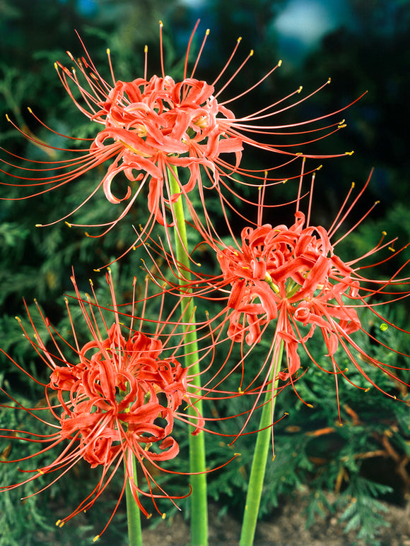 Spinlelies (Lycoris radiata) bloembollen bestellen