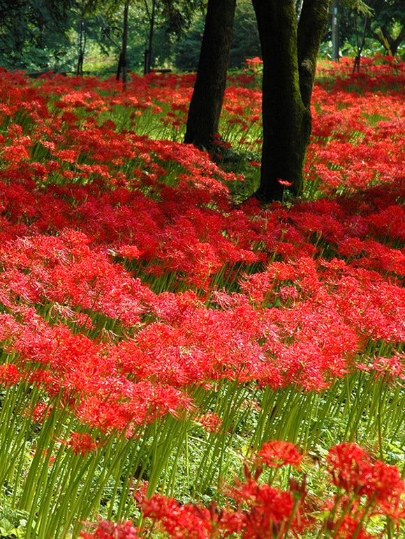 Spinlelies (Lycoris radiata) bloembollen kopen