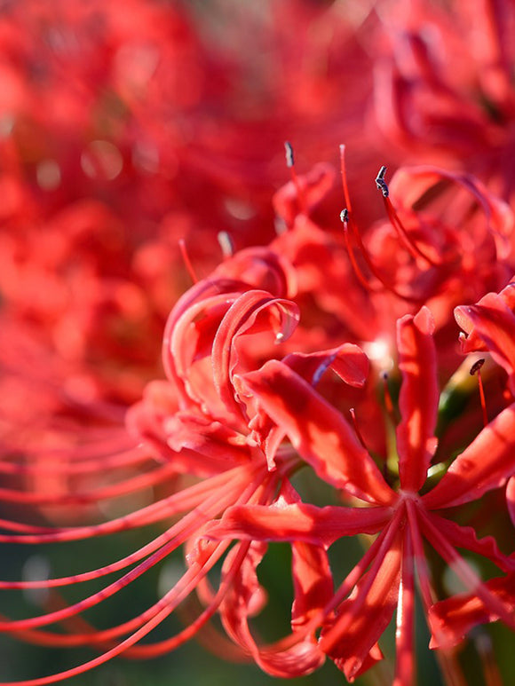 Spinlelies (Lycoris radiata) bollen bestellen